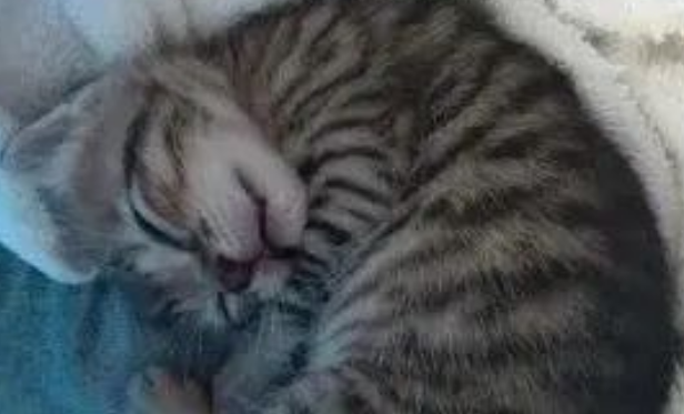 硬汉捡到小奶猫后不仅照顾吃喝还给搭建乐园…网友：男妈妈！