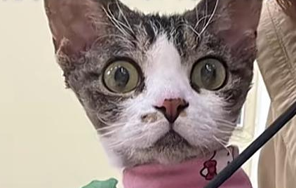 女子把脸埋猫狗毛里解压，结果悲剧了