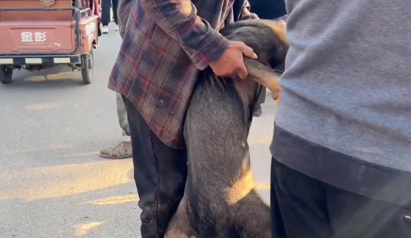 从笼里逃出的看家犬，尽管百般不情愿，但还是被主人亲自送上了狗肉车