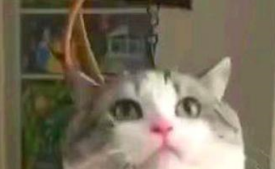 猫咪突然配合称体重，只是这眼神，感觉是在责怪主人把它养瘦了