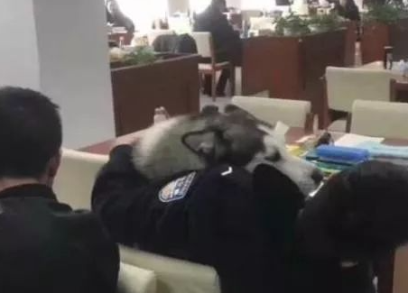 哈士奇犯二闯进了警察学院，不停的套近乎，却被保洁阿姨无情拖走