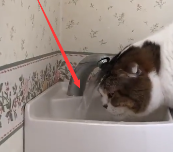 猫咪就着水龙头喝水，结果一头扎过去，怀疑猫生了，网友：太逗！ 