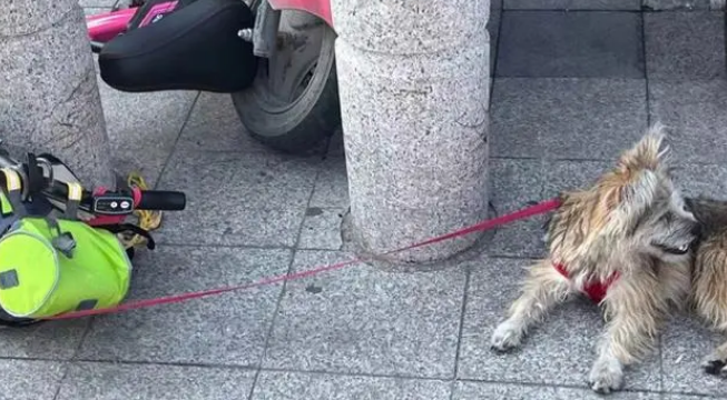 “狗咬人”后 小城的警觉
