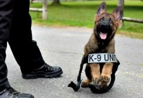 这只小警犬也太可爱了吧，坏人都被萌翻了