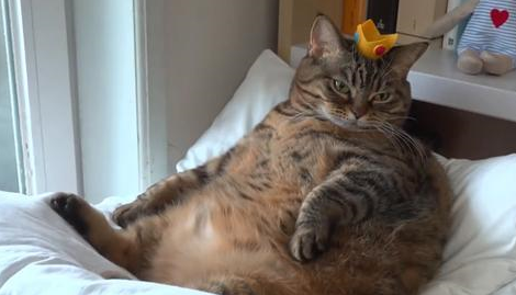 猫咪绝育后一年体重翻了一倍，只因为主人误信，绝育后要给猫加餐