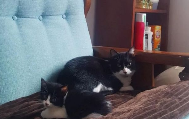 家里的猫咪偷溜出去，几个月后，带回来一只一模一样的小猫