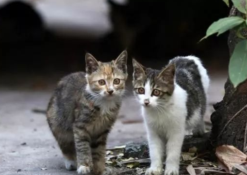流浪猫的真实生活，为了小猫安全，猫妈妈愿意付出任何代价