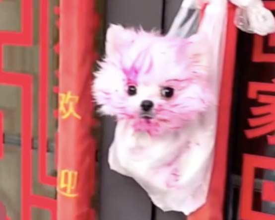 狗狗偷吃邻居家的火龙果，被对方挂在了门上，还拍下了证据证明！
