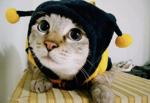 网友疯传猫咪转世证据，“那不是胎记，是猫的承诺！”