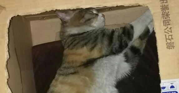 流浪猫妈妈向我求救，刚开始很嫌弃它，后来一幕让我后悔不已