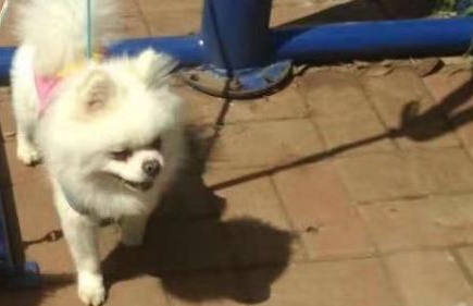 扩散！爱犬丢失，昆明96岁老人急得不睡觉：怕它回来没人开门 