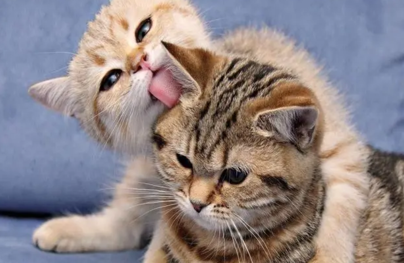 寻猫启示｜猫收容所，猫葬礼，猫迷之父……19世纪的猫狂热