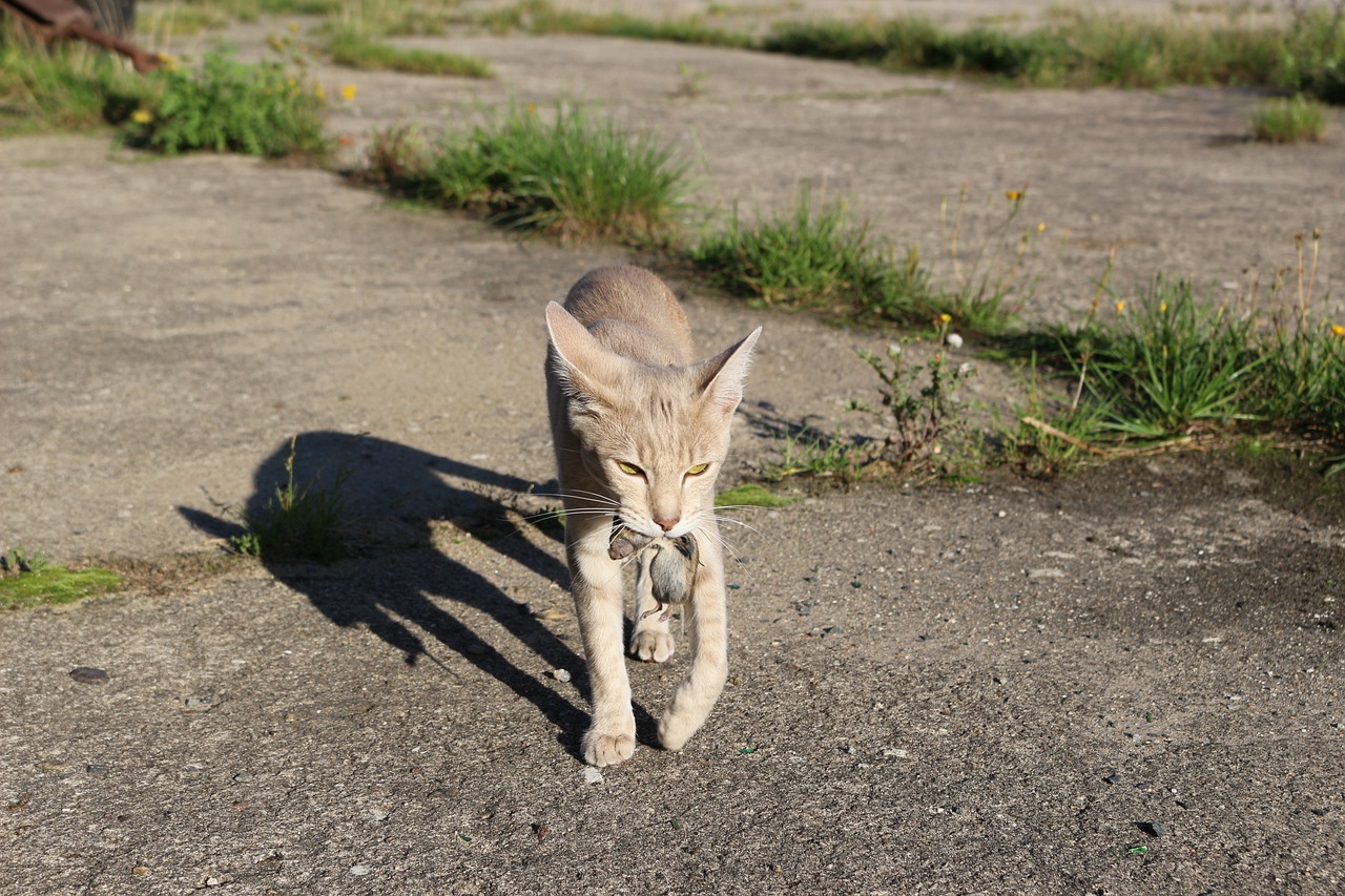 王欣瑜再现猫咪狩猎，揭秘动物行为学的奥秘