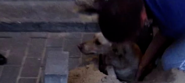 狗狗突然失踪，找遍了大街小巷也无踪迹，竟被误活埋到公路底下