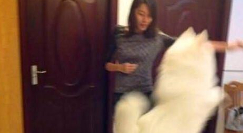 女孩捡了只丑八怪狗回家，被各种嫌弃，1年后它竟变成治愈系天使