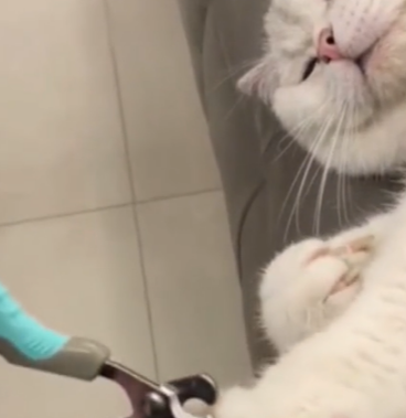 河南主人给猫咪剪指甲超配合，主动伸手，网友：把我家猫送来培训 