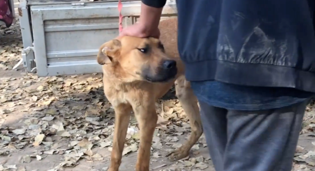 拴在狗肉车旁的看家犬，却被原主要求一定要宰了它，大哥于心不忍800将它救下
