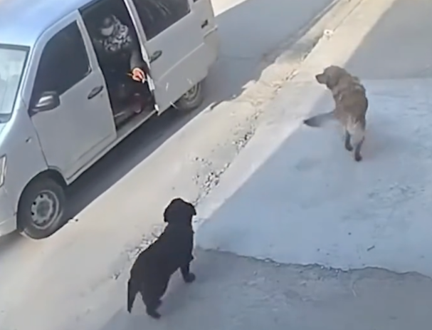 黑狗被狗贩子抓进车，黄狗想要解救同伴也差点被抓
