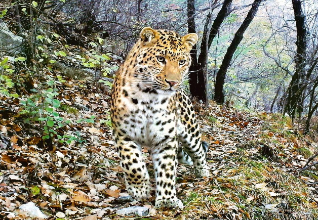 四川稻城发现雪豹和金钱豹，两大猛兽同时出现
