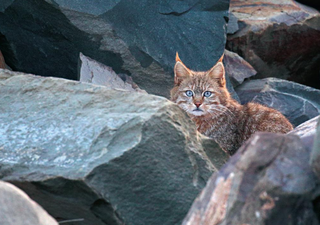 四川黑水发现“草猞猁”，耳朵长有天线，冬季会进村盗食家禽