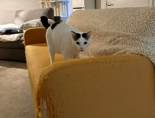 猫咪花11年为主人打磨艺术栏杆，主人很感动...猫：不用谢，我会继续努力的！