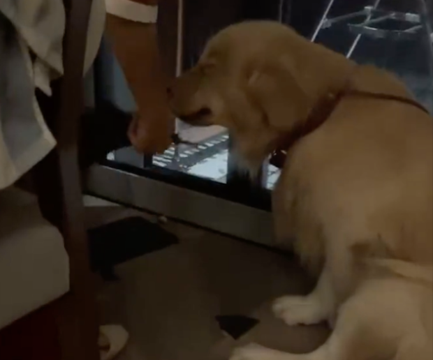 狗狗犯错挨打后一脸悔过表情，下一秒却变脸开心起来
