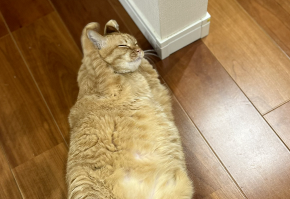 担心猫咪冷，主人就用毯子把猫包起来，网友惊：这就是新品种的鲨鱼猫吗？
