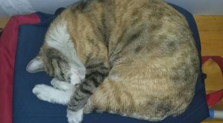 流浪猫妈妈向我求救，刚开始很嫌弃它，后来一幕让我后悔不已