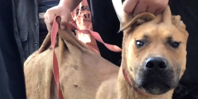 拴在狗肉车旁的看家犬，却被原主要求一定要宰了它，大哥于心不忍800将它救下