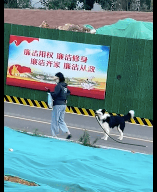 牵引绳掉地上了主人没发觉，边牧叼着追上却被无视，狗：都盲啊！