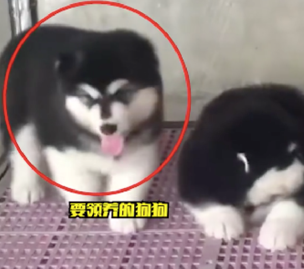 情侣花千元网上领养阿拉斯加，到货竟是只小土狗