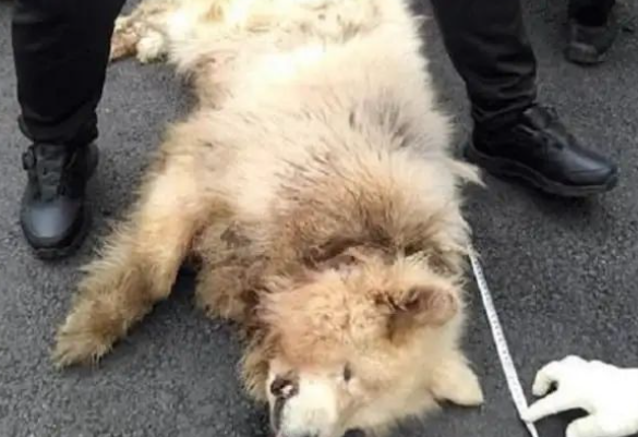 韩国惊现杀人犬！韩国女子被疯狗咬脖身亡，爱犬人士却呼吁狗没有错…