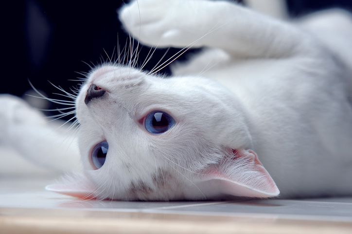 “铲屎官”将猫咪寄养后竟要不回来了，法院判决：退猫
