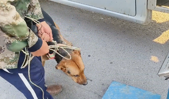 看家犬预感不妙，狗肉车旁紧抱主人，奈何大叔为了800块，早已不在乎它的生死