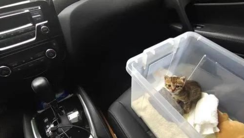 硬汉捡到小奶猫后不仅照顾吃喝还给搭建乐园…网友：男妈妈！