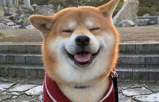 柴犬兴奋的跳进新买的狗窝，主人却露出坏笑，让人内心慌乱 