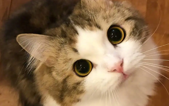 英媒：猫咪对人的爱超出想象，只是常常被误会