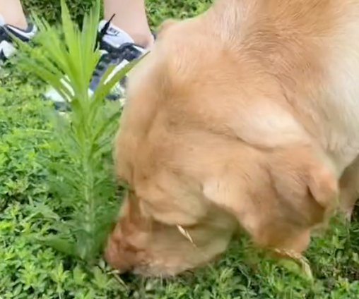 狗狗患上了皮肤病，主动要求主人带它出门，找到一种草药吃起来！