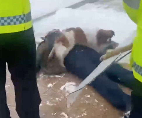 主人晕倒后狗狗寸步不离守在他身边，警察来赶它都不走，太忠诚了