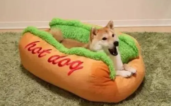 给家里柴犬买了个狗窝，狗狗钻进去的那刻，铲屎官笑喷了