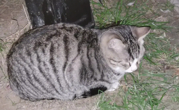 流浪猫咪扎堆天坛，居民担忧松鼠