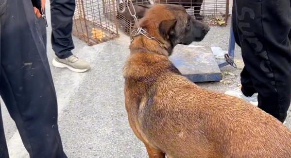 卸磨杀驴，看着下了两窝小狗的看家犬在狗肉笼里，狗主：我也舍不得，但它偷吃小鸡
