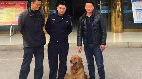 金毛凌晨追老鼠，把自己给弄丢了，一脸懵，没想到它还留了一手