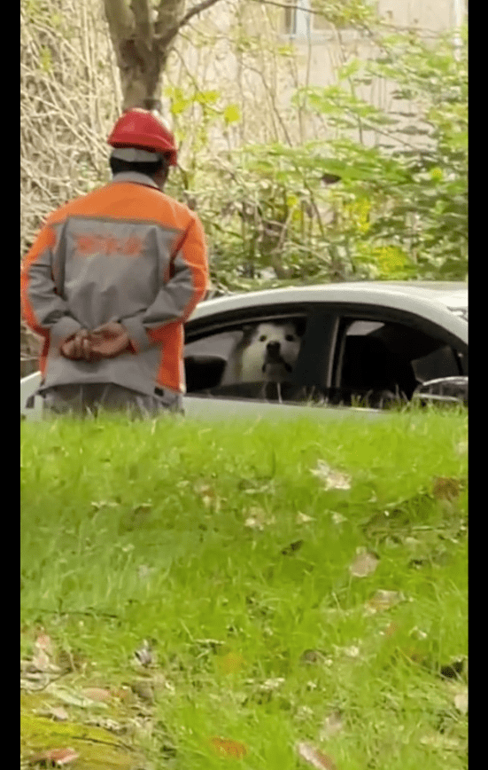 阿拉斯加坐在车上笑，被路人盯着看后马上变得好委屈：妈妈快回来