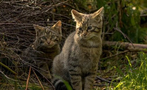 英国野外拍到罕见野猫，野生个体仅剩约35只，83万人请愿保护它们