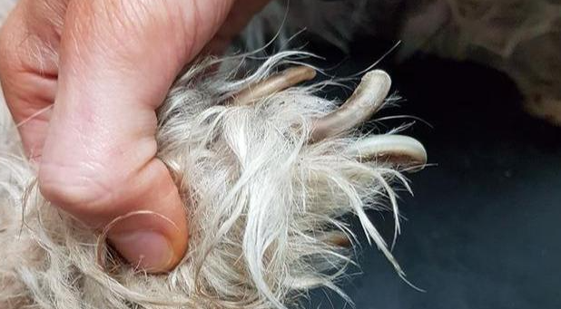 狗狗离世前几小时遭主人抛弃，义工泪崩：临终前它仍不忘寻找主人