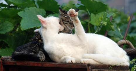 奶奶收养20多只流浪猫，自从来了一位不速之客后，小猫接连失踪