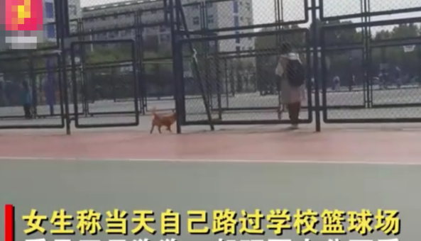 山东一狗狗因体型丰满，只能无奈绕远路，小姐姐笑出鹅叫