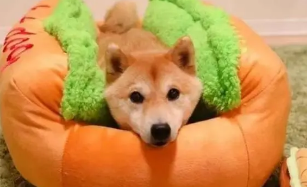 给家里柴犬买了个狗窝，狗狗钻进去的那刻，铲屎官笑喷了