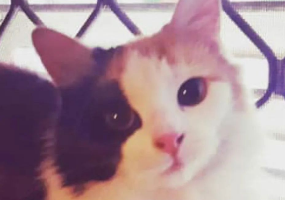 险些饿死街头的小奶猫，被好心人救助后变化巨大，超暖心！